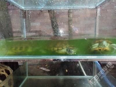超白玻璃小魚缸養幾天草才能放魚：超白玻璃小魚缸養草放魚時間取決于以下幾個因素
