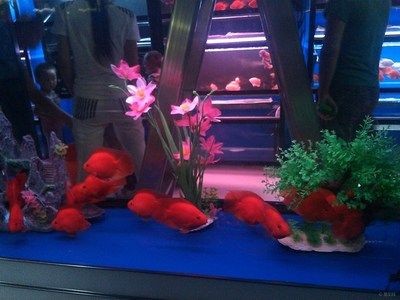 巴南哪里有魚缸賣的店子啊：在巴南區(qū)有多個店鋪和企業(yè)涉及魚缸及相關產(chǎn)品的銷售 巴南哪里有魚缸賣的店子啊：在巴南區(qū)有多個店鋪和企業(yè)涉及魚缸及相關產(chǎn)品的銷售 魚缸百科 第3張
