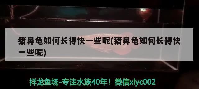 豬鼻龜如何長得快一些呢(豬鼻龜如何長得快一些呢)