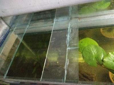 玻璃魚缸會爆缸嗎：玻璃魚缸爆缸的原因及預防措施