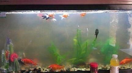 不用的魚(yú)缸如何處理好：處理不用的魚(yú)缸時(shí)，可以考慮以下幾個(gè)方面