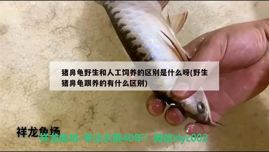 豬鼻龜野生和人工飼養的區別是什么呀(野生豬鼻龜跟養的有什么區別) 豬鼻龜野生和人工飼養的區別是什么呀(野生豬鼻龜跟養的有什么區別) 豬鼻龜百科