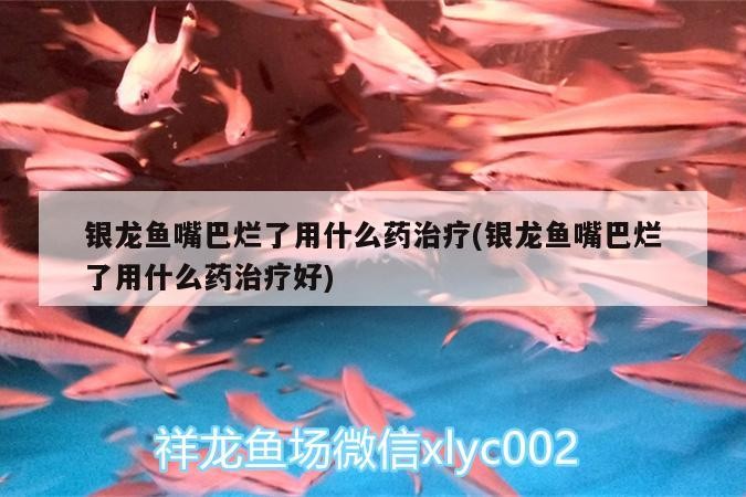 銀龍魚嘴巴爛了用什么藥治療(銀龍魚嘴巴爛了用什么藥治療好)