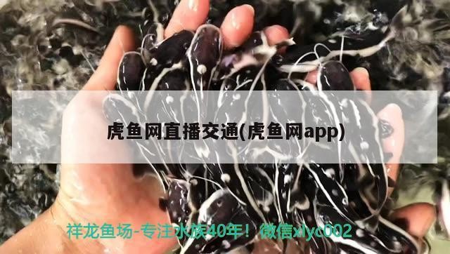 虎魚網直播交通(虎魚網app)