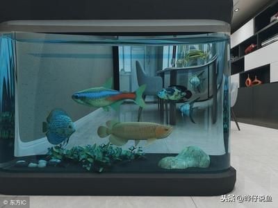 超大的魚缸：超大魚缸的保養與清洗需要注意以下幾點：超大魚缸的保養與清洗 超大的魚缸：超大魚缸的保養與清洗需要注意以下幾點：超大魚缸的保養與清洗 魚缸百科 第1張