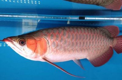 紅龍魚喜歡吃什么小魚：關于紅龍魚喜歡吃什么小魚的詳細信息 紅龍魚喜歡吃什么小魚：關于紅龍魚喜歡吃什么小魚的詳細信息 紅龍魚百科 第4張