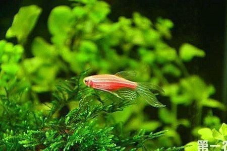 大魚缸養什么水草最好：大魚缸水草選擇適合養金魚的水草