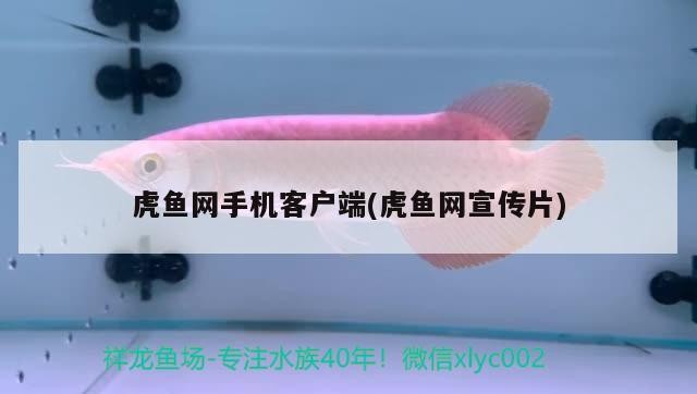 虎魚網手機客戶端(虎魚網宣傳片)