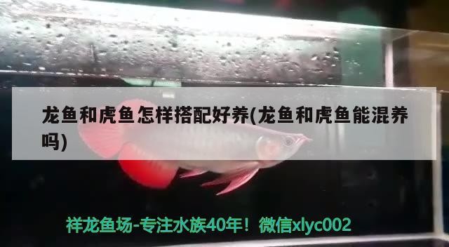 龍魚和虎魚怎樣搭配好養(龍魚和虎魚能混養嗎)