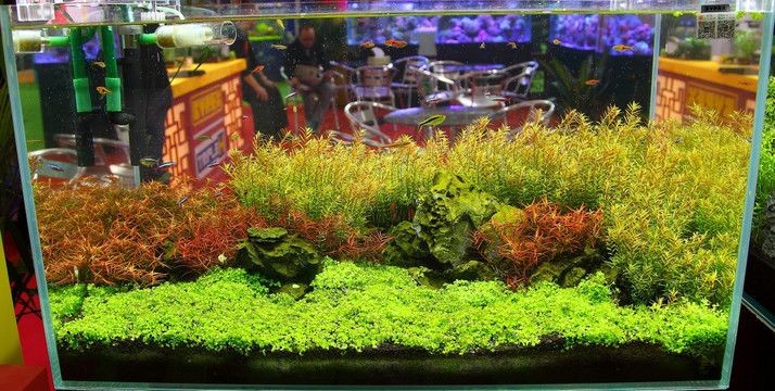 大圓盆魚缸造景:大圓盆魚缸造景技巧和步驟 魚缸百科 第2張 大圓盆魚缸造景:大圓盆魚缸造景技巧和步驟 大圓盆魚缸造景:大圓盆魚缸造景技巧和步驟 魚缸百科 第2張
