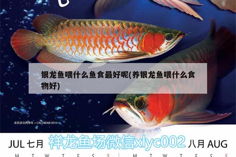 銀龍魚喂什么魚食最好呢(養銀龍魚喂什么食物好) 銀龍魚喂什么魚食最好呢(養銀龍魚喂什么食物好) 銀龍魚百科
