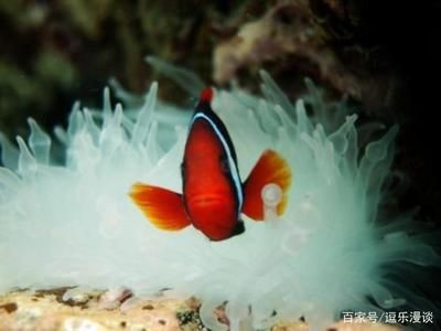 紅色的海水觀賞魚（紅色海水觀賞魚）