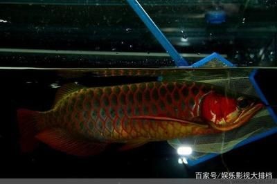 紅色的海水觀賞魚（紅色海水觀賞魚）