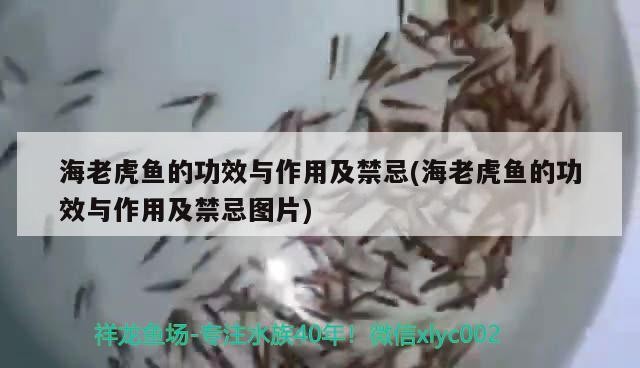 海老虎魚的功效與作用及禁忌(海老虎魚的功效與作用及禁忌圖片)