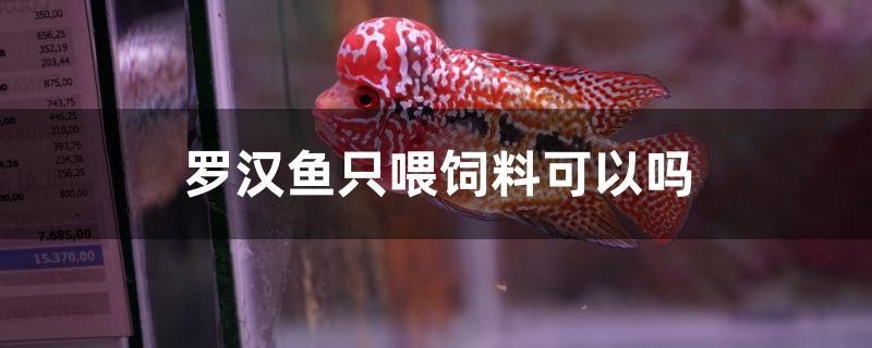 羅漢魚只喂飼料可以嗎 羅漢魚只喂飼料可以嗎 森森魚缸