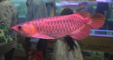 海水魚紅龍吃什么