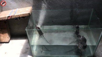 冰柜做魚缸：廢舊冰柜怎么改造成魚缸？