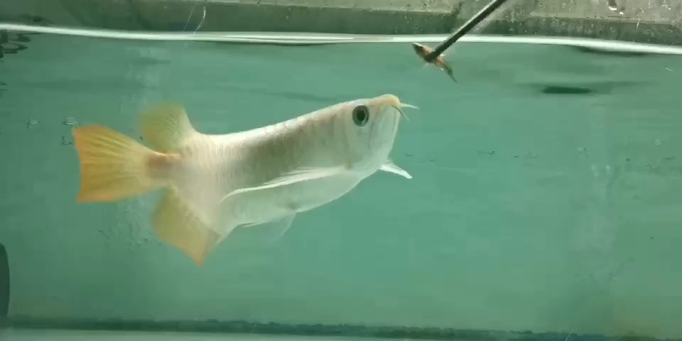 中秋 特/.橞 小紅龍