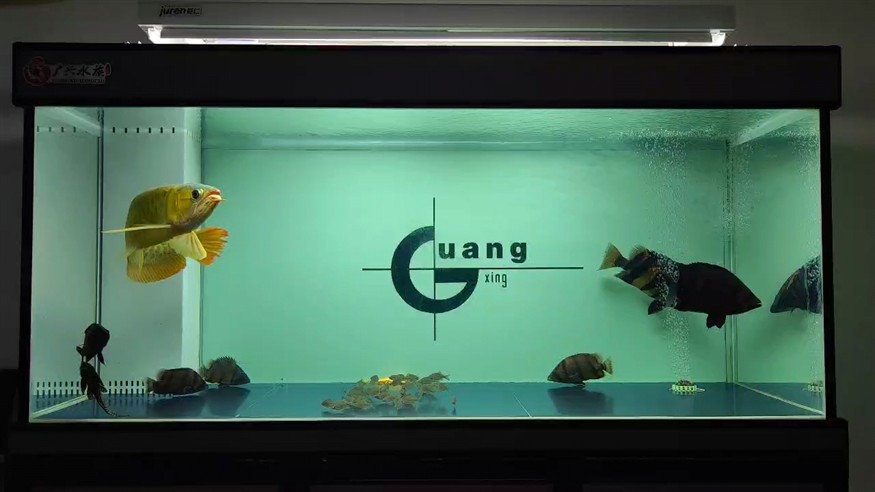 紀錄 紀錄 龍魚論壇