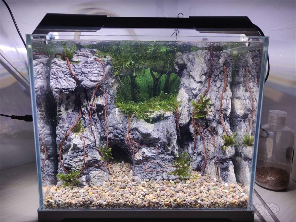 矮魚缸造景：如何進行矮魚缸造景