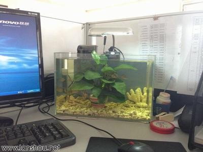 魔鬼魚最大可以長多少厘米圖片(魔鬼魚最大可以長多少厘米圖片)