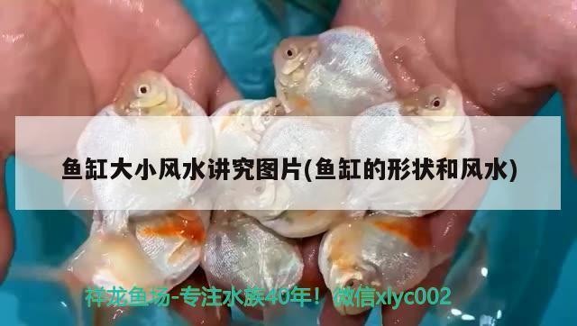 盤錦市雙臺子區淼騰水族館（盤錦市雙臺子區淼騰水族館電話） 盤錦市雙臺子區淼騰水族館（盤錦市雙臺子區淼騰水族館電話） 全國水族館企業名錄 第1張
