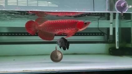 印尼紅龍魚場有哪些品種：印尼紅龍魚場養殖的紅龍魚品種豐富，但不限于以下幾種名稱