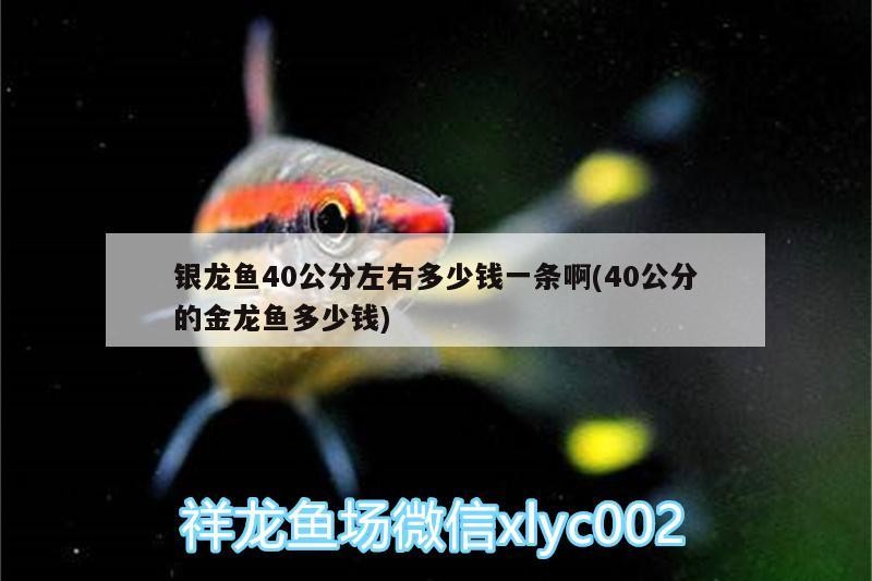 銀龍魚40公分左右多少錢一條啊(40公分的金龍魚多少錢)