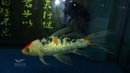 除了上述食物，還有哪些對龍魚外寄有防治作用，龍魚外寄生蟲治療劑推薦,外寄生蟲治療劑推薦