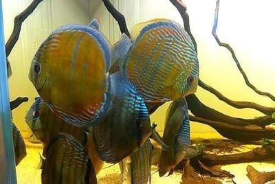 虎魚缸設計指南虎魚缸設計指南虎魚缸設計指南虎魚缸設計指南：如何根據魚缸大小選擇虎魚品種 虎魚缸設計指南虎魚缸設計指南虎魚缸設計指南虎魚缸設計指南：如何根據魚缸大小選擇虎魚品種 虎魚百科 第3張