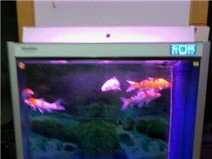森森水族上市代碼 森森水族上市代碼 森森魚缸