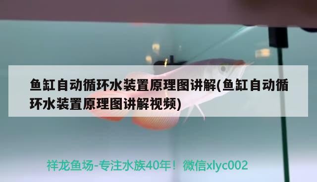 魚缸自動循環水裝置原理圖講解(魚缸自動循環水裝置原理圖講解視頻) 魚缸自動循環水裝置原理圖講解(魚缸自動循環水裝置原理圖講解視頻) 豬鼻龜百科