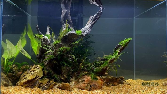 銅擺件放魚缸有問題嗎圖片（銅擺件放魚缸有問題嗎圖片大全） 銅擺件放魚缸有問題嗎圖片（銅擺件放魚缸有問題嗎圖片大全） 森森魚缸