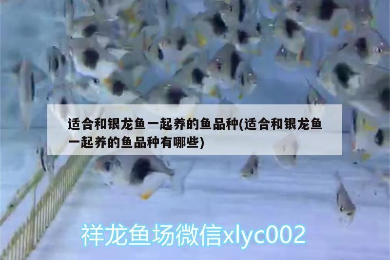 適合和銀龍魚一起養的魚品種(適合和銀龍魚一起養的魚品種有哪些)