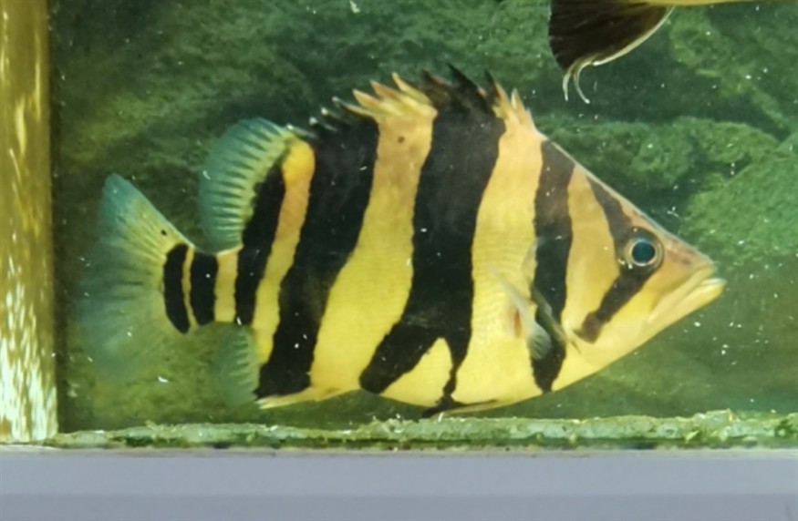 養虎就要堅持不懈 養虎就要堅持不懈 龍魚論壇 第1張