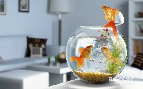 大魚缸怎么清理魚糞便視頻：如何清理大魚缸中的糞便