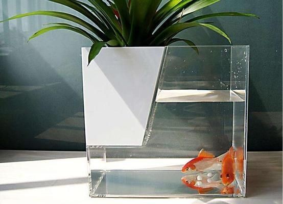玻璃魚缸哪種好：如何選擇適合的玻璃魚缸