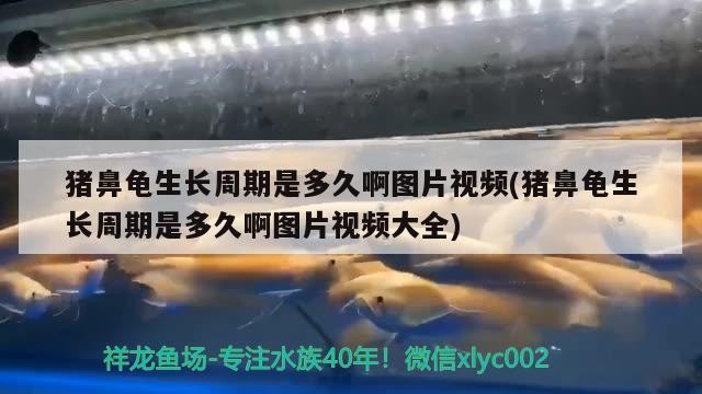 豬鼻龜生長周期是多久啊圖片視頻(豬鼻龜生長周期是多久啊圖片視頻大全)