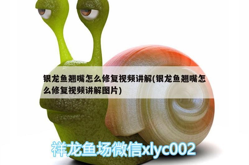 銀龍魚翹嘴怎么修復視頻講解(銀龍魚翹嘴怎么修復視頻講解圖片)
