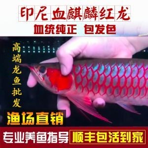 珊瑚海水魚缸好養(yǎng)嗎圖片，和珊瑚海水魚缸好養(yǎng)嗎，珊瑚海水魚缸好養(yǎng)嗎 珊瑚海水魚缸好養(yǎng)嗎圖片，和珊瑚海水魚缸好養(yǎng)嗎，珊瑚海水魚缸好養(yǎng)嗎 觀賞魚百科 第2張