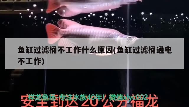 魚缸過濾桶不工作什么原因(魚缸過濾桶通電不工作) 魚缸過濾桶不工作什么原因(魚缸過濾桶通電不工作) 紅龍魚百科
