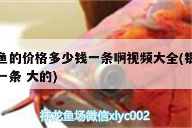 銀龍魚的價格多少錢一條啊視頻大全(銀龍魚多錢一條大的) 銀龍魚的價格多少錢一條啊視頻大全(銀龍魚多錢一條大的) 銀龍魚百科