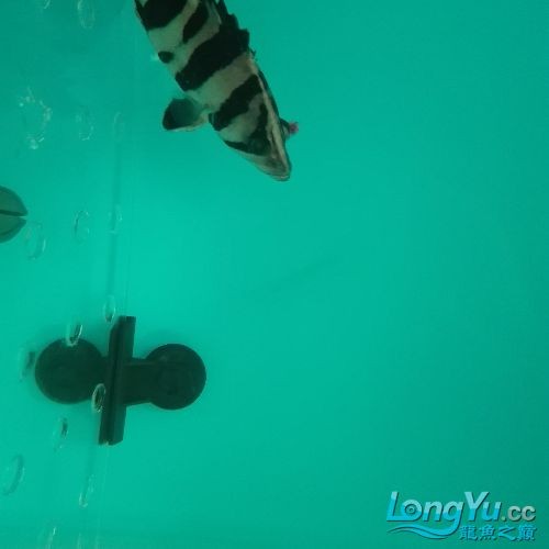 虎魚眼睛求救急 虎魚眼睛求救急 虎魚百科 第1張