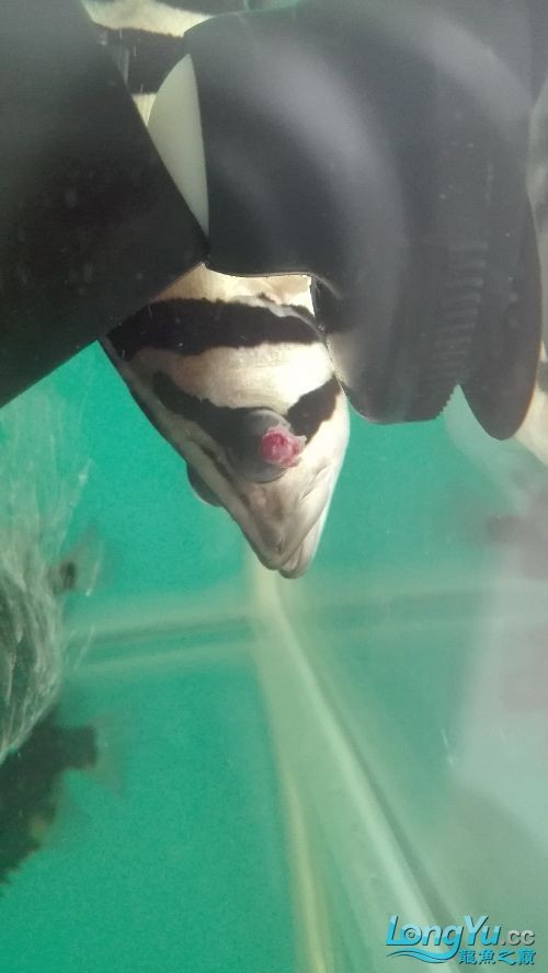 虎魚眼睛求救急 虎魚眼睛求救急 虎魚百科 第2張