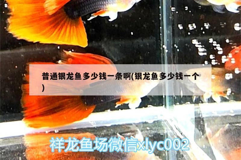 普通銀龍魚多少錢一條啊(銀龍魚多少錢一個)