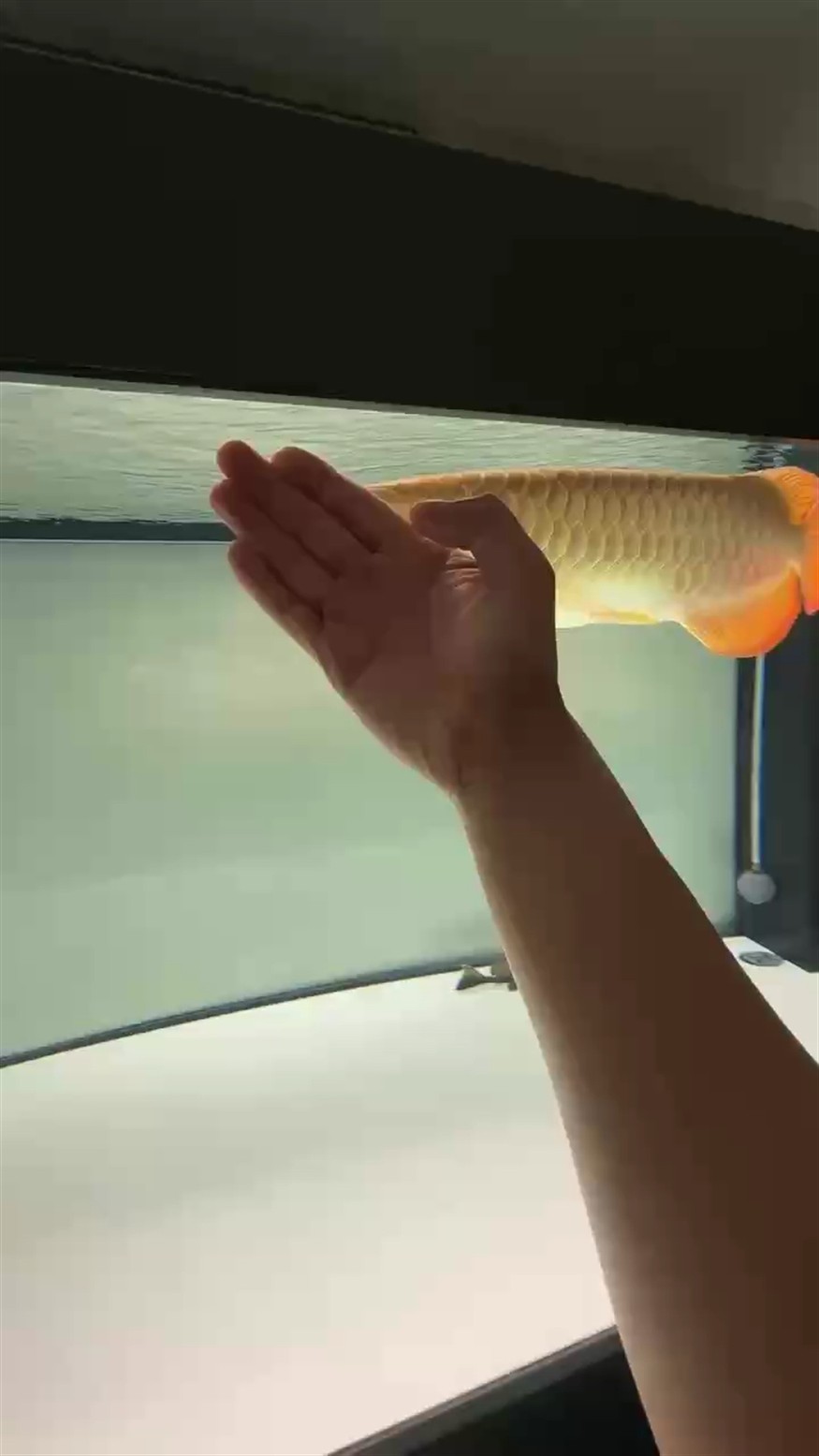 日常擼魚
