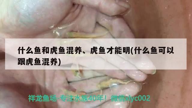 什么魚和虎魚混養(yǎng)、虎魚才能明(什么魚可以跟虎魚混養(yǎng))