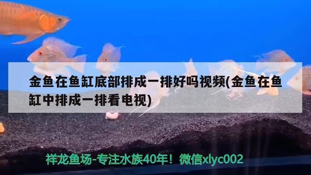 金魚在魚缸底部排成一排好嗎視頻(金魚在魚缸中排成一排看電視)