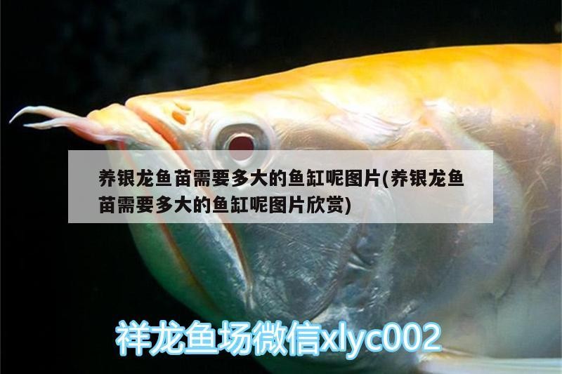 養銀龍魚苗需要多大的魚缸呢圖片(養銀龍魚苗需要多大的魚缸呢圖片欣賞) 養銀龍魚苗需要多大的魚缸呢圖片(養銀龍魚苗需要多大的魚缸呢圖片欣賞) 銀龍魚百科