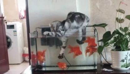 玻璃鋼魚缸壽命多長：如何延長魚缸的壽命